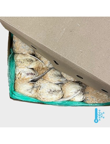 Young Quail - IQF - 240-280 g