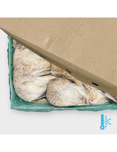 Codorniz - Joven Premium - IQF - 240-280 g
