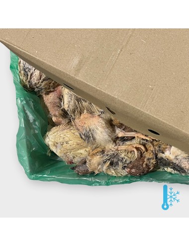 Codorniz - Ponedora - IQF - 300-380 g