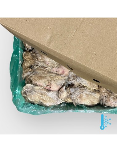 Codorniz - Ponedora pequeña - IQF - 180-220 g
