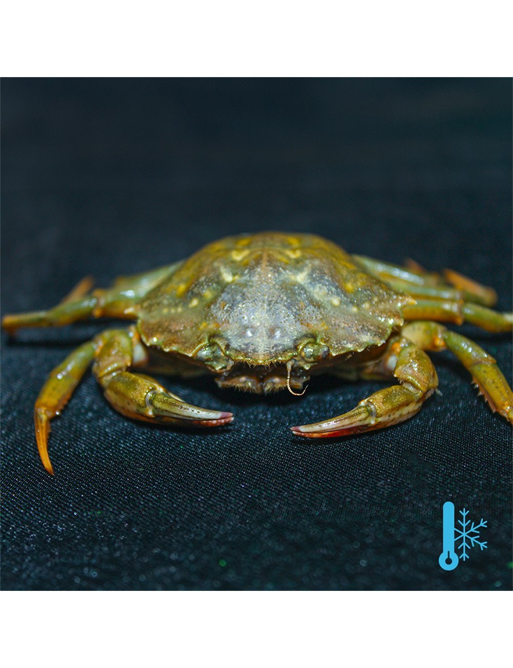 Crabes verts - IQF