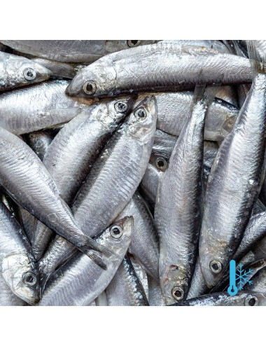 Sprat - Bloque - 8-12 cm - 80/100 ppk