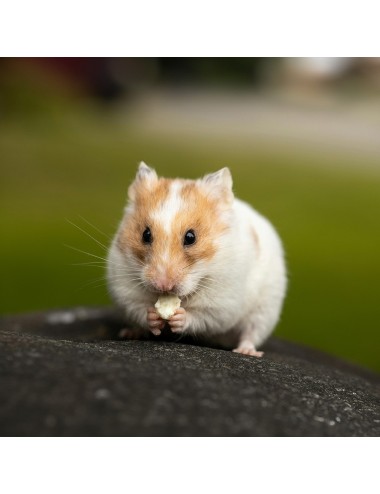 Crispy Muesli Hamster