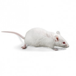 Rats petits 26-50 g