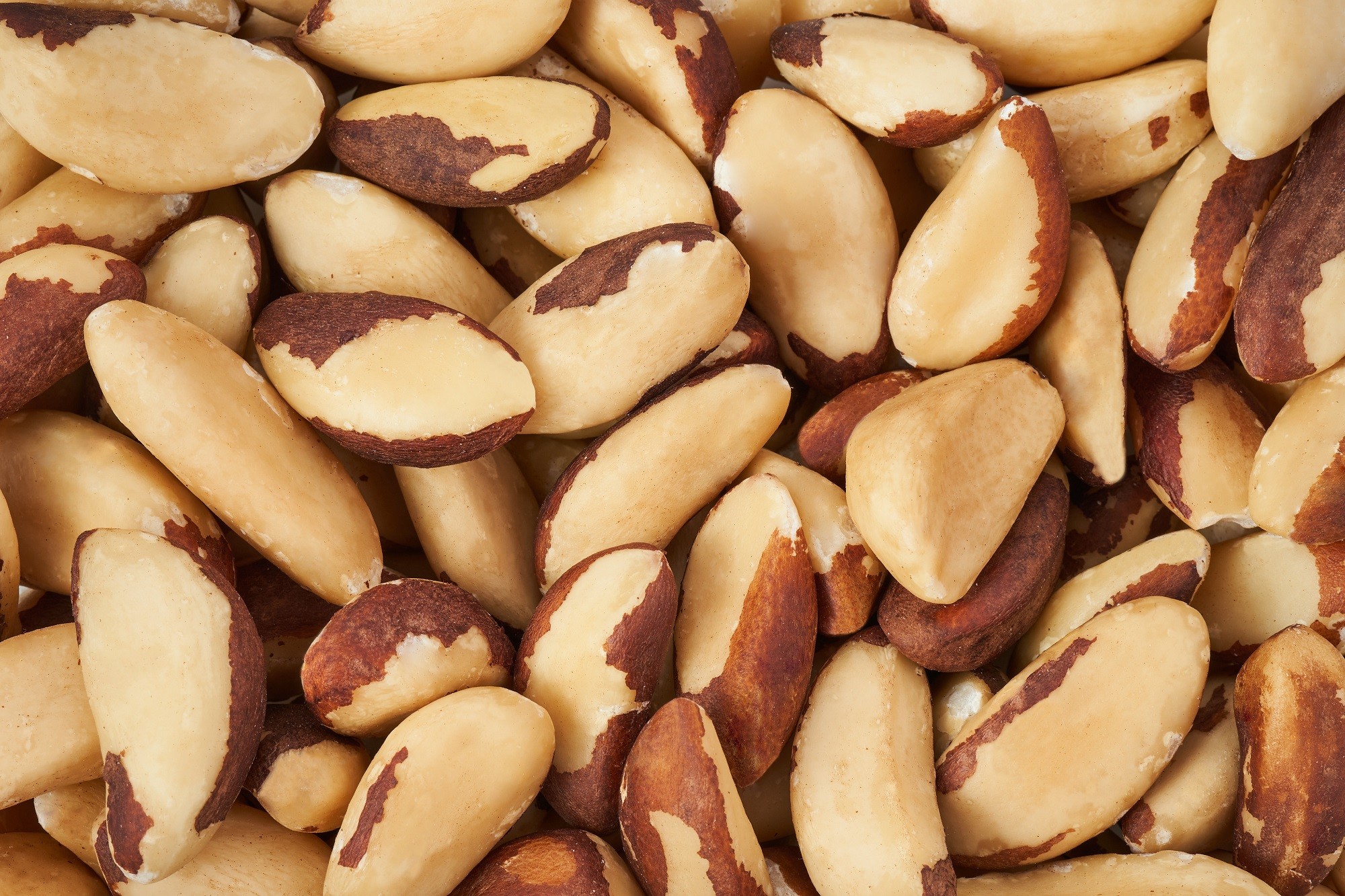 Brazil Nut