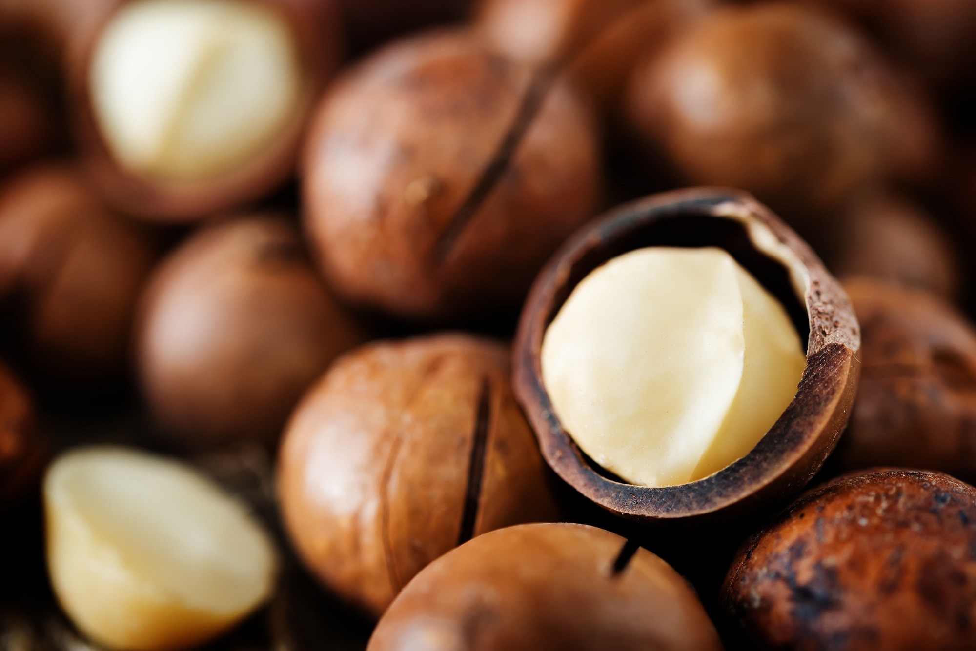 Macadamia Nut