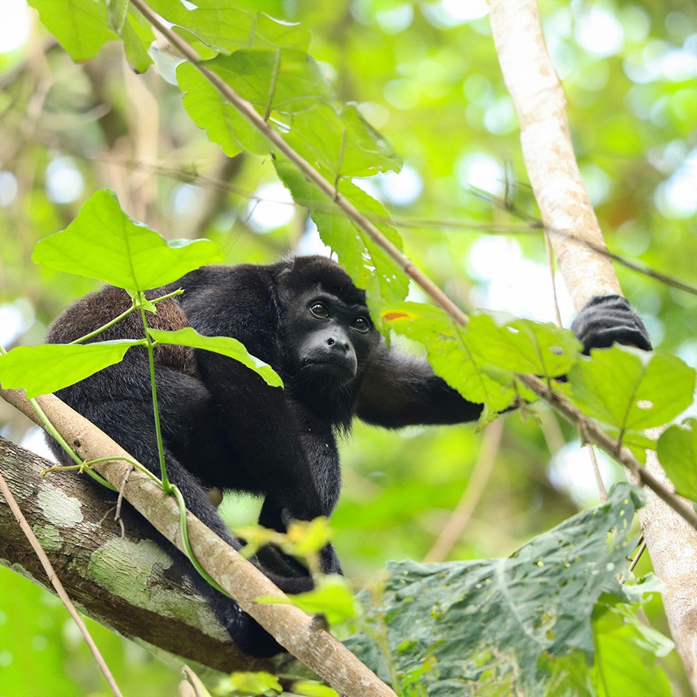 Vegetarian Leaf-eater Primate