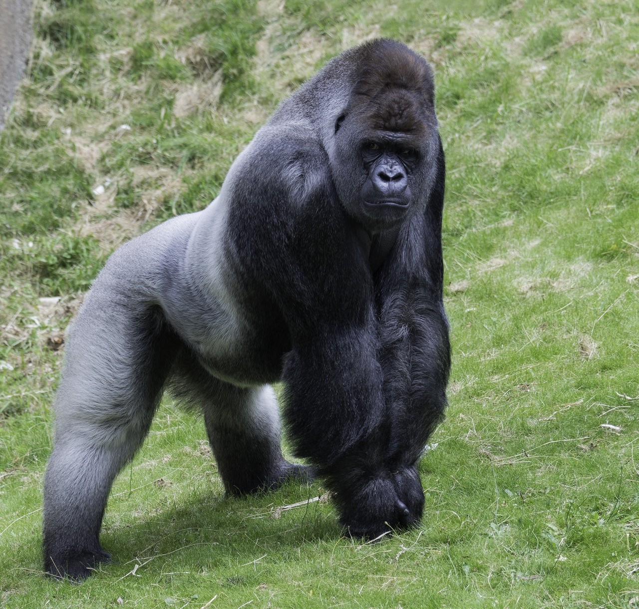 Primate Végétarien Extra Fruit