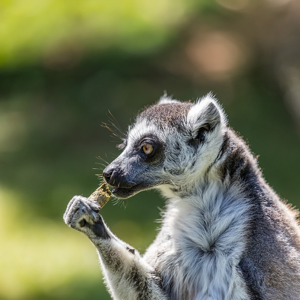 Primate leaf-eater