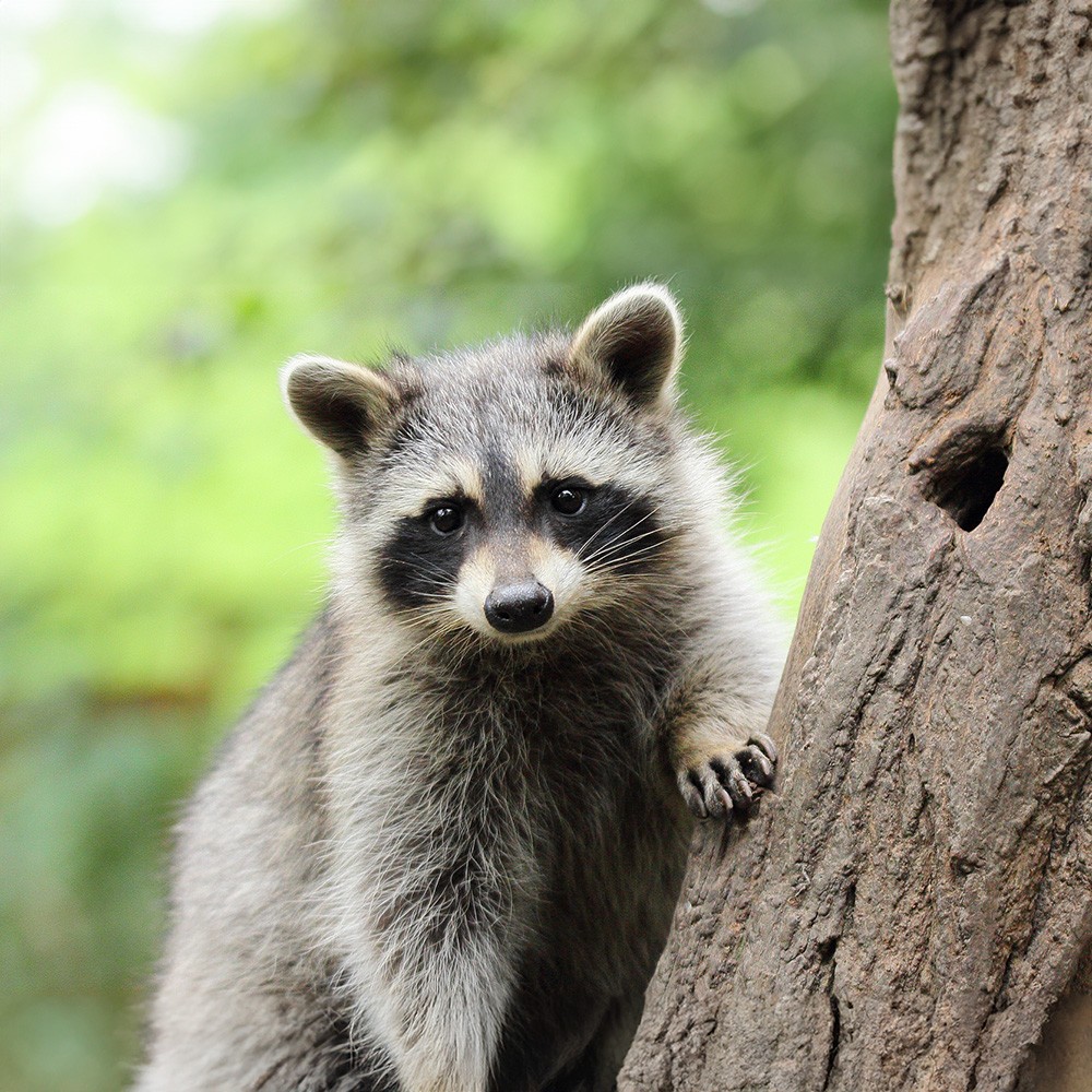 Granulé Omnivore