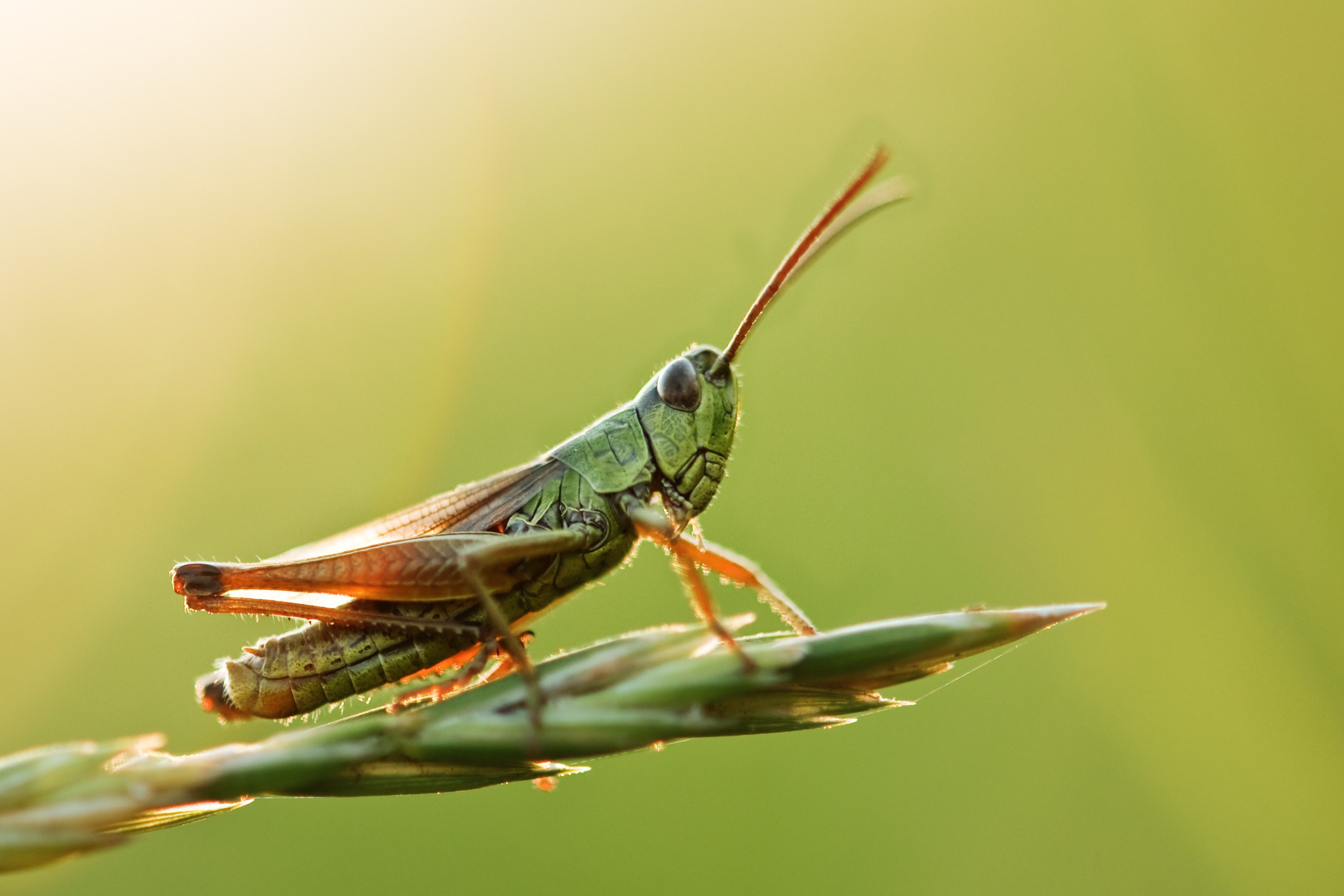 Frozen Grasshopper - IQF