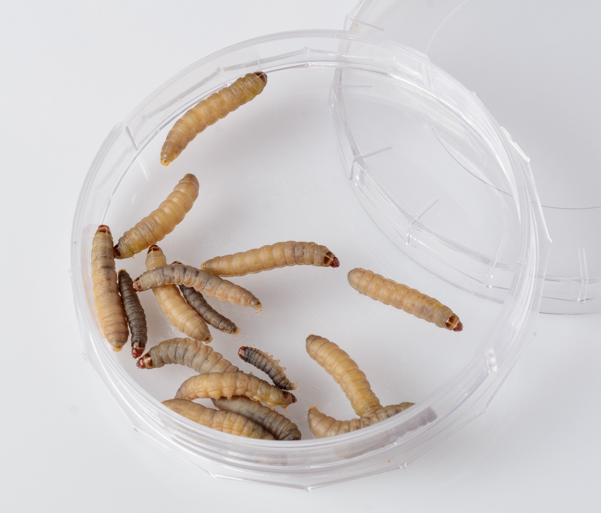 Frozen Waxworm - IQF