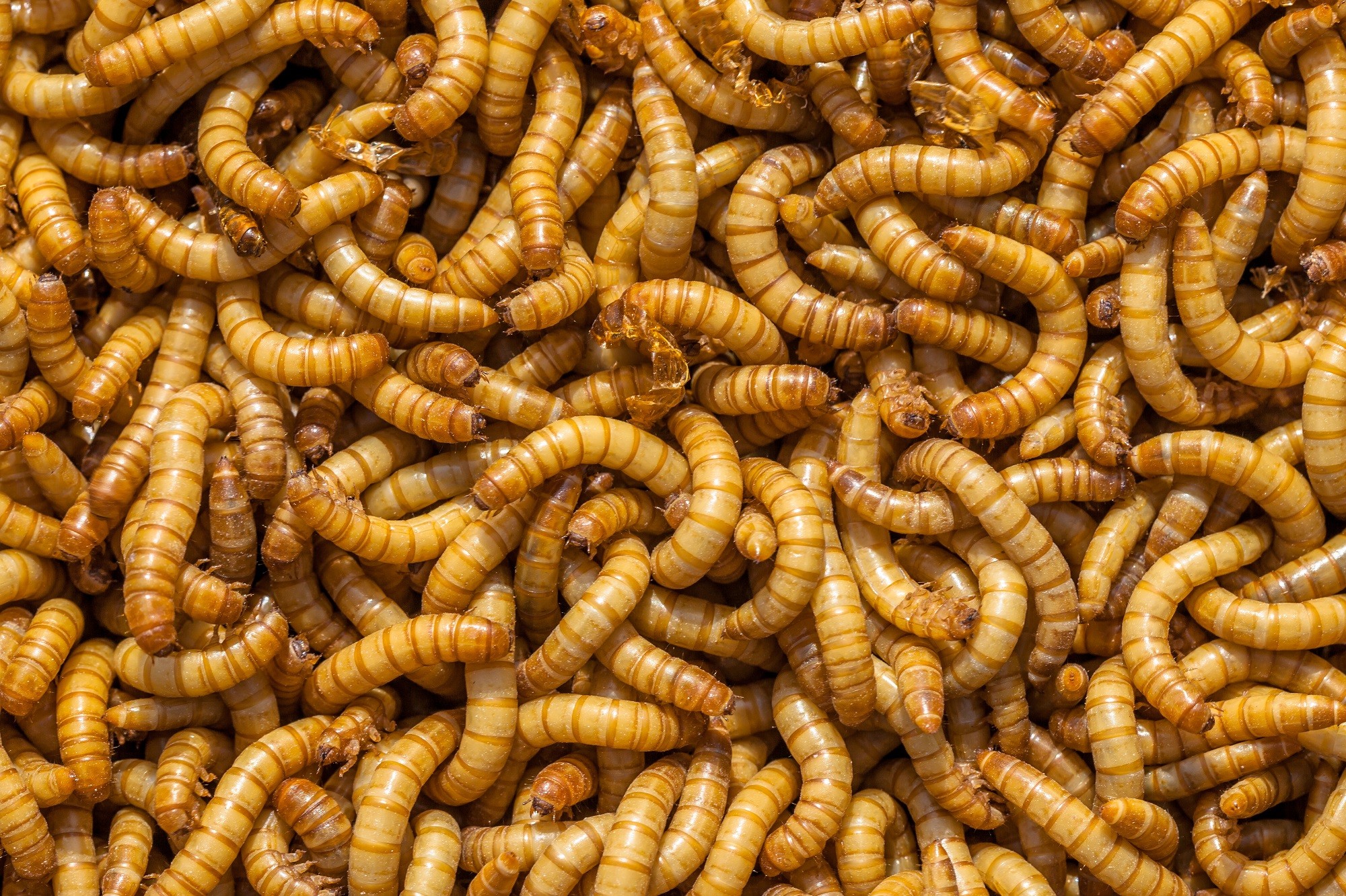 Frozen Mealworm - IQF