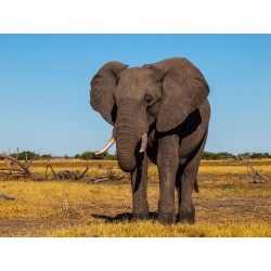 LUNDI - Granulado para Elefantes