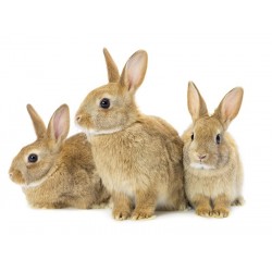 JMB - Granulado para Conejos "Natural"