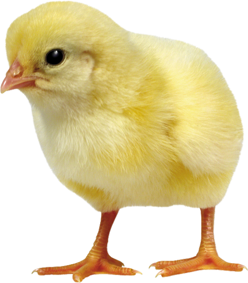 Day-old chick - IQF