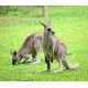 Granulés Kangourou et Wallaby - Kasper Faunafood