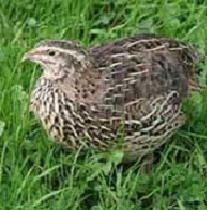 Small young Quail 150-200 g...