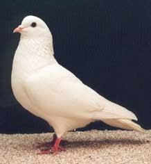 Adult Pigeon - Approx....