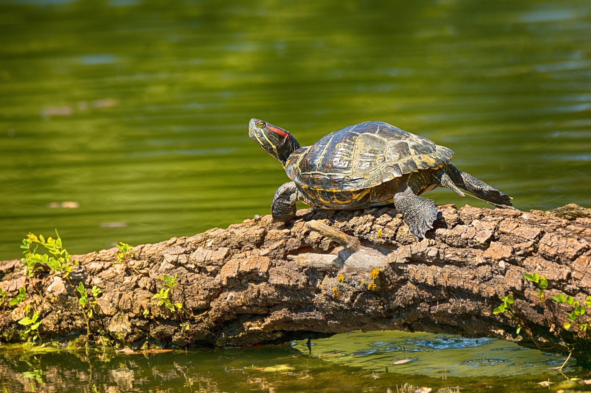 Tortue Aquatique (E)